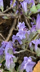 Strobilanthes scrobiculatus