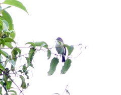 Zimmerius viridiflavus