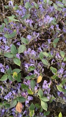 Strobilanthes scrobiculatus