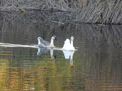 Anser cygnoides domesticus