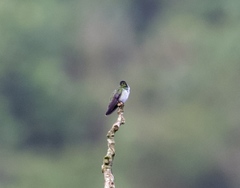 Elliotomyia viridicauda