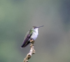 Elliotomyia viridicauda