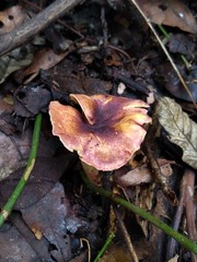 Cantharellus violaceovinosus