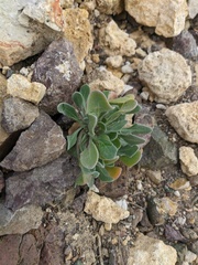 Arabis caucasica