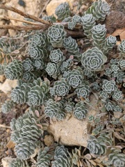 Odontarrhena tortuosa
