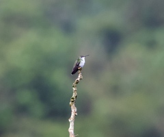 Elliotomyia viridicauda