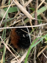 Pyrrharctia isabella