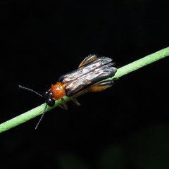 Coleoptera