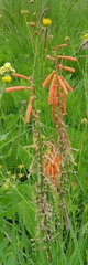 Kniphofia laxiflora