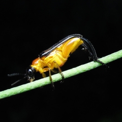 Coleoptera