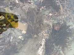 Dictyota kunthii
