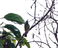 Mionectes striaticollis