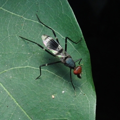 Micropezidae