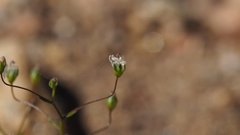 Nemacladus pinnatifidus