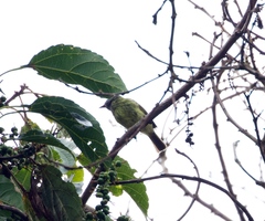 Mionectes striaticollis