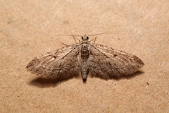 Eupithecia oxycedrata