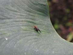 Batrachidea
