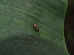 Batrachidea