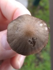 Agaricineae