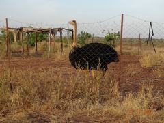 Struthio camelus camelus