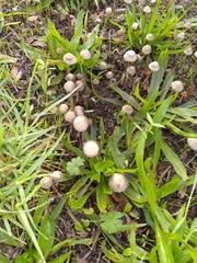 Agaricineae