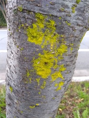 Chrysothrix candelaris