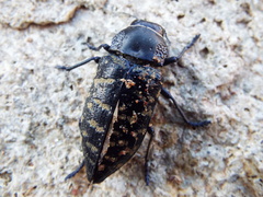 Lampetis dilaticollis