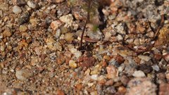 Nemacladus pinnatifidus