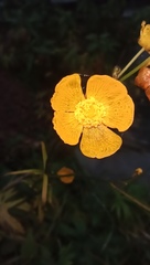 Ranunculus acris
