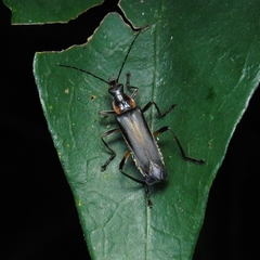 Coleoptera
