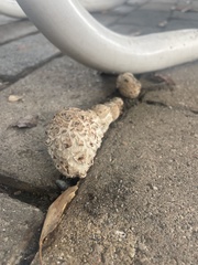 Agaricus deserticola