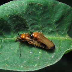 Coleoptera