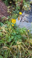 Ranunculus acris