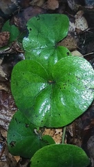 Asarum europaeum