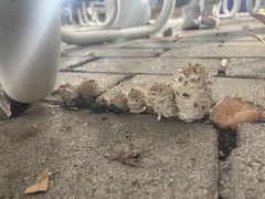 Agaricus deserticola