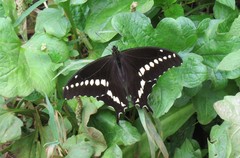 Papilio mackinnoni mackinnoni