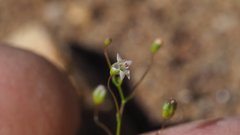 Nemacladus pinnatifidus