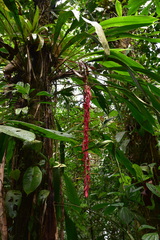 Pitcairnia stevensonii