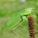 Broad-winged Bush Katydid - Photo (c) salamanderdance, some rights reserved (CC BY-NC), uploaded by salamanderdance