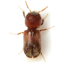 Xylobiops texanus