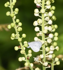 Celastrina neglectamajor