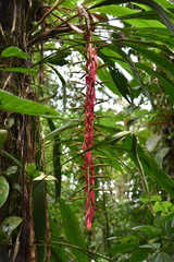 Pitcairnia stevensonii
