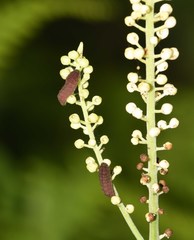 Celastrina neglectamajor