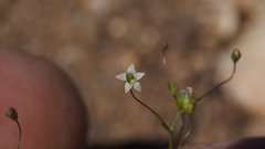 Nemacladus pinnatifidus