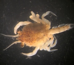 Pseudocorystes sicarius