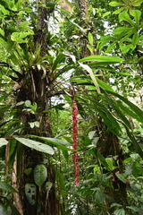 Pitcairnia stevensonii