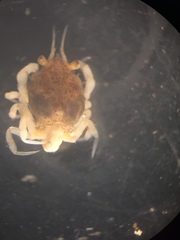 Pseudocorystes sicarius