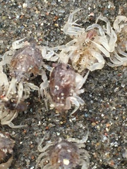 Pseudocorystes sicarius