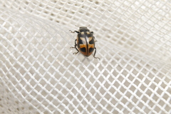 Hippodamia americana