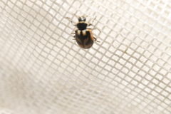 Hippodamia americana